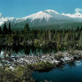 Castoro. Una diga realizzata da castori lungo il fiume Kananaskjis in Canada.De Agostini Picture Library