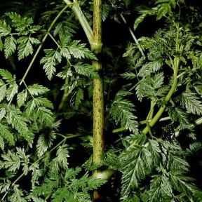 Cicuta. Esemplare di Conium maculatum.De Agostini Picture Library/ 2 P