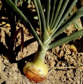 Cipolla. Esemplare di bulbo di cipolla (Allium coepa).De Agostini Picture Library