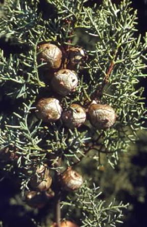 Cipresso. Particolare del ramo con i galbuli.De Agostini Picture Library/G. Negri