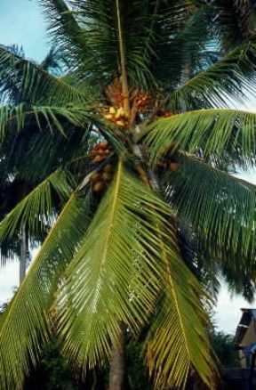 Cocco. Esemplare di Cocos nucifera.De Agostini Picture Library/G. Negri