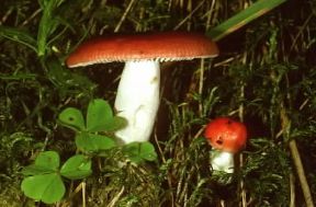 Colombina. Russula emetica.De Agostini Picture Library / R. Galli
