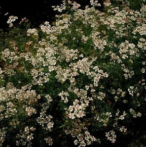 Coriandolo (Coriandrum sativum).De Agostini Picture Library / Moreschi