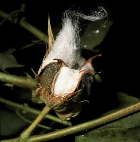 Cotone. Capsula matura.De Agostini Picture Library /