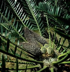 Cycas Infruttescenza della pianta.De Agostini Picture Library / 2P