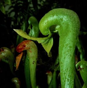 Darlingtonia . Ascidio superiore di un esemplare di Darlingtonia californica.De Agostini Picture Library/2/P