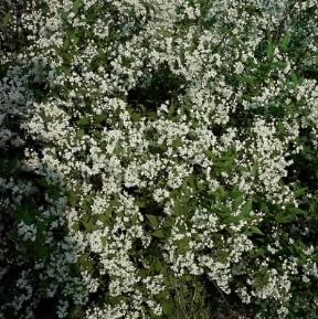 Deutzia . Esemplare di Deutzia gracilis.De Agostini Picture Library/L. Cretti