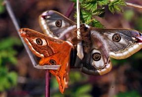 Dimorfismo . Esempio di dimorfismo animale.De Agostini Picture Library/G. Negri