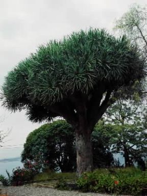 Dracena . Esemplare di Dracaena draco.De Agostini Picture Library/M. Pedone