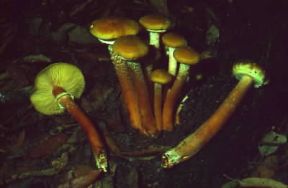 Famigliola buona (Armillariella mellea).De Agostini Picture Library/A. Cappelli