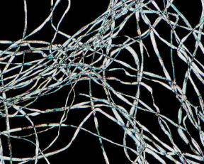 Fibra. Le fibre tessili, suddivise in naturali, artificiali e sintetiche, sono identificabili solo con un esame strumentale: Cotone.De Agostini Picture Library/E. Giovenzana