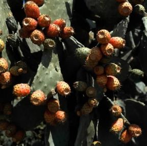 Fico d'India con i frutti giunti a maturazione.De Agostini Picture Library/M. Pedone