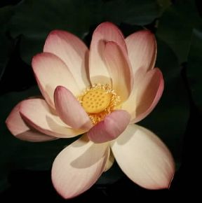 Fior di loto. Fiore di Nelumbo speciosum.De Agostini Picture Library/2P