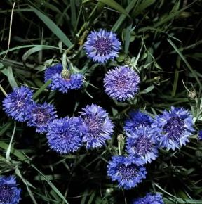 Fiordaliso . Centaurea cyanus in fiore.De Agostini Picture Library/2P