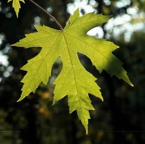 Foglia di Acer saccharum.De Agostini Picture Library/2 P