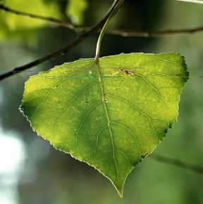 Foglia di pioppo (Populus nigra).De Agostini Picture Library/2 P