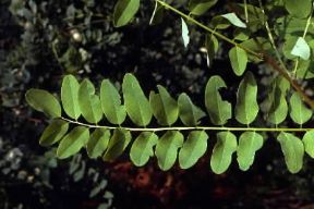 Foglia composta.De Agostini Picture Library/G. Negri