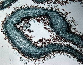 Fungo. Lamelle con basidi in sezione longitudinale.De Agostini Picture Library/E. Giovenzana