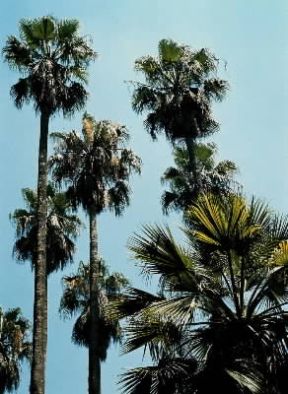 Fusto di palme.De Agostini Picture Library/2 P