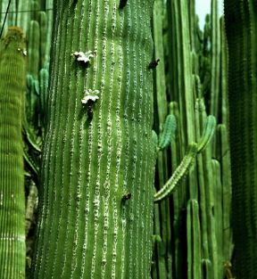 Fusto di una pianta grassa.De Agostini Picture Library/2 P