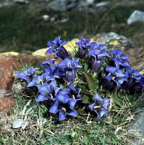 Genzianella (Gentiana kochiana).De Agostini Picture Library/2 P