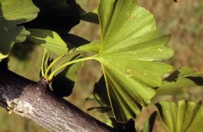 Ginkgoine. Foglie di Ginkyo biloba.De Agostini Picture Library/G. Negri