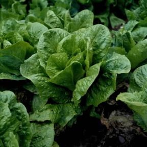 Lattuga. Piante di Lactuca sativa.De Agostini Picture Library/M. Pedone