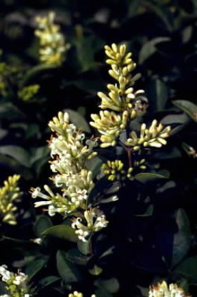 Ligustro. Infiorescenze di Ligustrum vulgare.De Agostini Picture Library/G. Negri