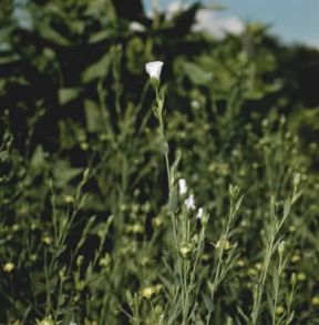 Lino (Linum usitatissimum).De Agostini Picture Library/2P