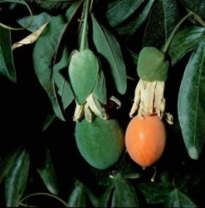 Passiflora . Frutti di Passiflora caerulea.De Agostini Picture Library/2P
