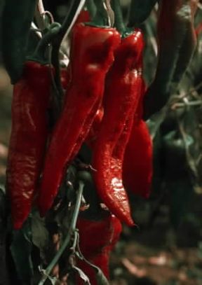 Peperoncino rosso di Caienna.De Agostini Picture Library/G. Negri