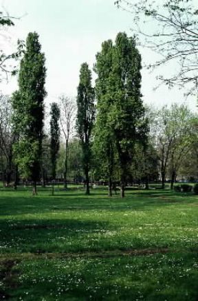 Pioppo. De Agostini Picture Library/2P