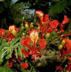 Poinciana. Infiorescenze di Poinciana regia.De Agostini Picture Library/2P