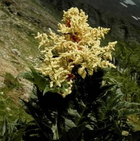 Rabarbaro (Rheum officinale).De Agostini Picture Library/2 P