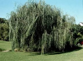 Salice piangente (Salix babylonica).De Agostini Picture Library / 2 P