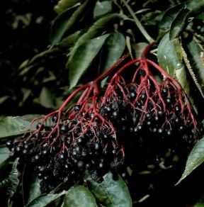 Sambuco. Frutti di Sambucus nigra.De Agostini Picture Library / 2 P