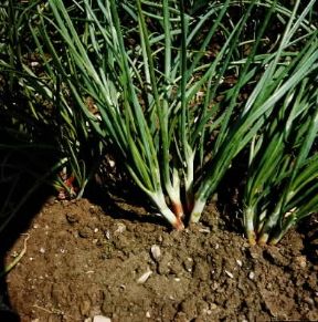 Scalogno. Pianta di Allium ascalonicum.De Agostini Picture Library / L. Cretti