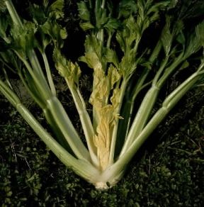 Sedano . Esemplare di Apium graveolens. De Agostini Picture Library/L. Cretti