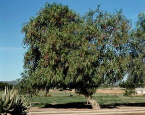 Tamarix. Albero di tamerice in piena fioritura.De Agostini Picture Library/2 P
