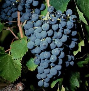 Uva. Grappoli di tor di passeri.De Agostini Picture Library/2 P