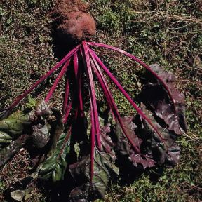 da orto. Barbabietola De Agostini Picture Library / 2 P