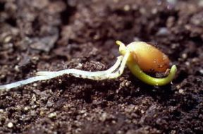Cariosside. Sviluppo della piantina di frumento dalla cariosside.De Agostini Picture Library/G. Negri