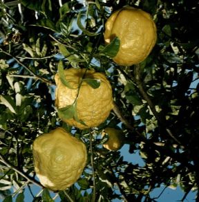 Cedro. Frutti di Citrus medica.De Agostini Picture Library/2 P
