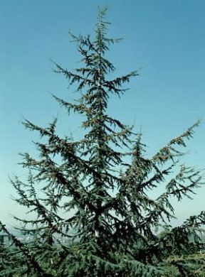 Cedro. Esemplare di Citrus medica.De Agostini Picture Library/G. Negri