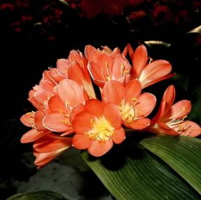 Clivia. De Agostini Picture Library/ 2 P