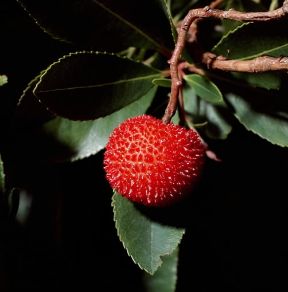 Corbezzolo. Una bacca matura.De Agostini Picture Library / 2P