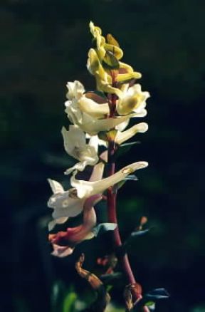 Corydalis. Esemplare di Corydalis cava.De Agostini Picture Library / G. Negri