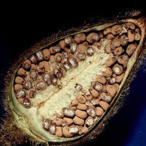 Dicotiledoni . Sezione di un seme.De Agostini Picture Library/2 P