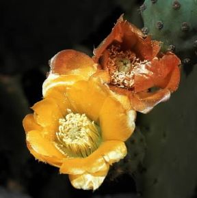 Fico d'India. Fiori di Opuntia ficus-indica.De Agostini Picture Library/2P