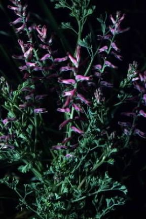 Fumaria (Fumaria officinalis).De Agostini Picture Library/G. Negri